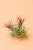 Oplątwa różowa | Tillandsia ionantha