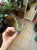 Tillandsia stricta  Oplątwa sztywn (2).jpeg