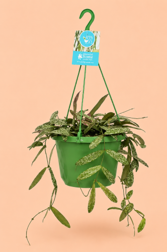 Hoya sigillatis hoja .png