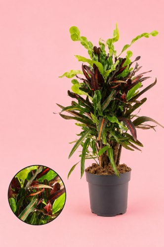 Croton 'Mammy' (Codiaeum variegatum 'Mammy')