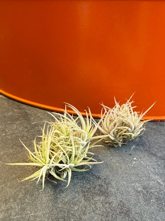 Oplątwa zielona  Tillandsia ionantha kula  (4).jpeg
