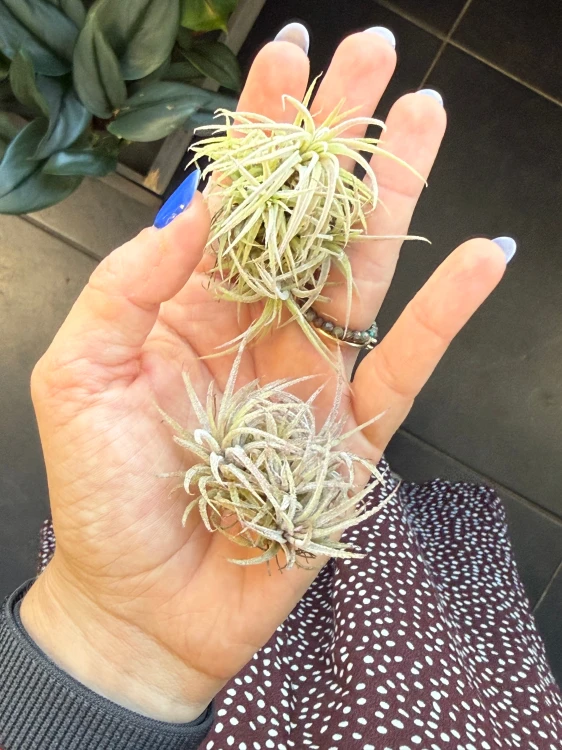 Oplątwa zielona  Tillandsia ionantha kula  (3).jpeg