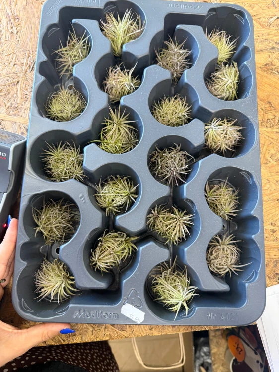 Oplątwa zielona  Tillandsia ionantha kula  (2).jpeg