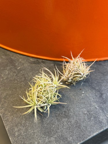 Oplątwa zielona  Tillandsia ionantha kula  (1).jpeg