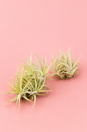 Oplątwa zielona | Tillandsia ionantha kula