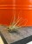 Tillandsia pruinosa / Oplątwa pruinosa