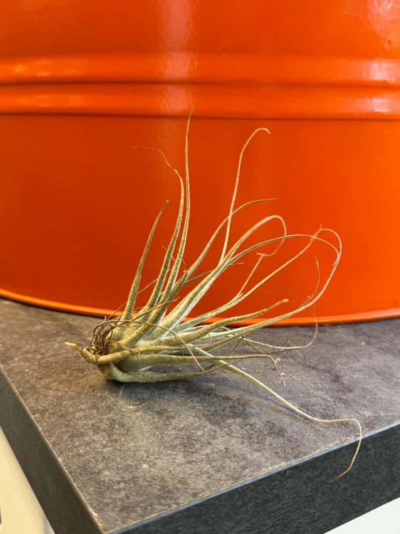 Tillandsia pruinosa / Oplątwa pruinosa