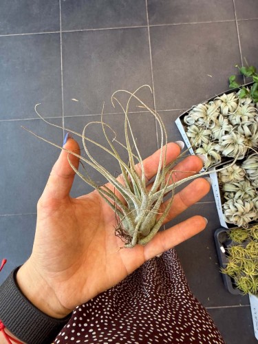 Tillandsia pruinosa / Oplątwa pruinosa