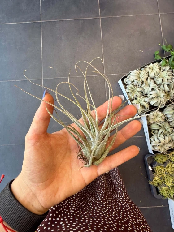 Tillandsia pruinosa / Oplątwa pruinosa