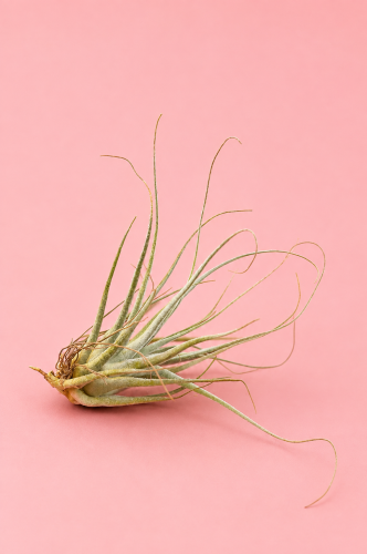 Tillandsia pruinosa / Oplątwa pruinosa