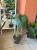 Alocasia Wentii (11).jpg