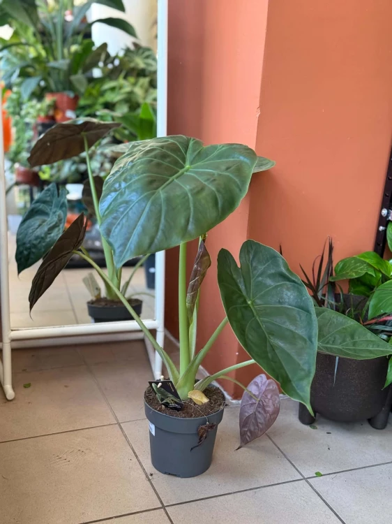 Alocasia Wentii (12).jpg