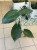Alocasia Wentii (13).jpg