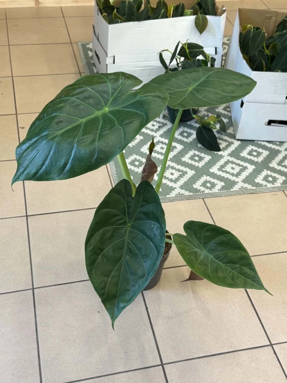 Alocasia Wentii (13).jpg