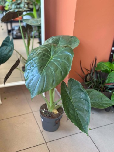 Alocasia Wentii (10).jpg
