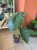 Alocasia Wentii (10).jpg