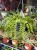 Dischidia Ruscifolia (4).jpeg