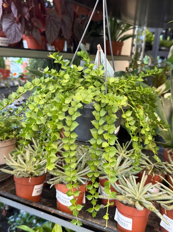 Dischidia Ruscifolia (4).jpeg