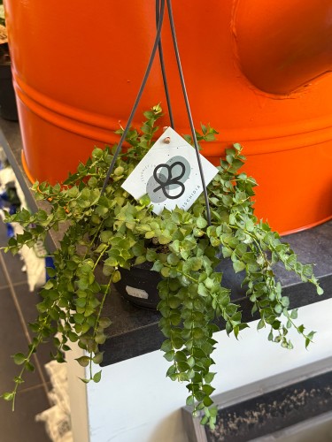 Dischidia Ruscifolia (3).jpeg