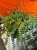 Dischidia Ruscifolia (2).jpeg