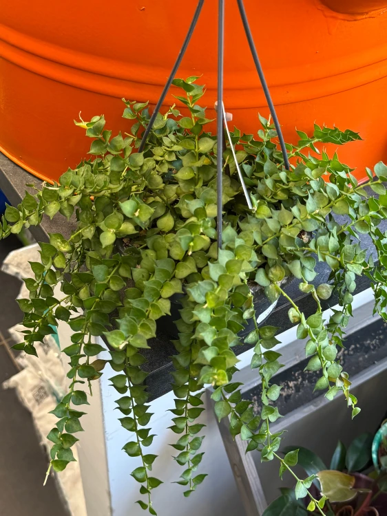 Dischidia Ruscifolia (2).jpeg