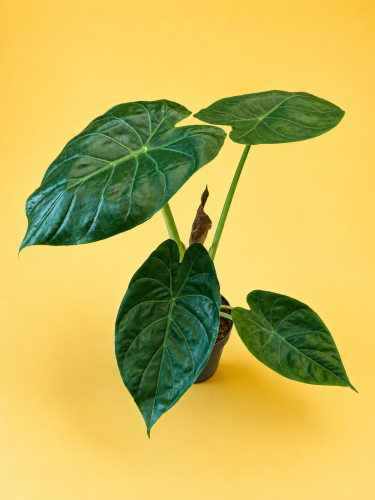 49049f3b-d9b6-489f-a2f2-42196f59c052.png