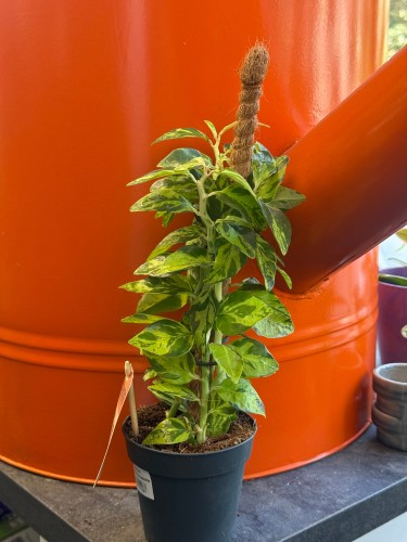 Pedilanthus tithymaloides (Euphorbia tithymaloides) kręgosłup diabła (1).jpeg