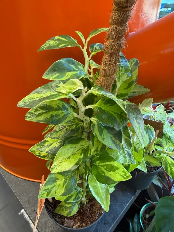 Pedilanthus tithymaloides (Euphorbia tithymaloides) kręgosłup diabła (2).jpeg