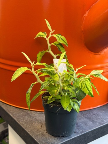 Pedilanthus tithymaloides (Euphorbia tithymaloides) kręgosłup diabła (5).jpeg