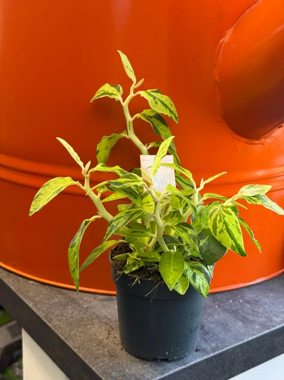 Pedilanthus tithymaloides (Euphorbia tithymaloides) kręgosłup diabła (5).jpeg