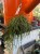Rhipsalis puniceodiscus (1).jpeg
