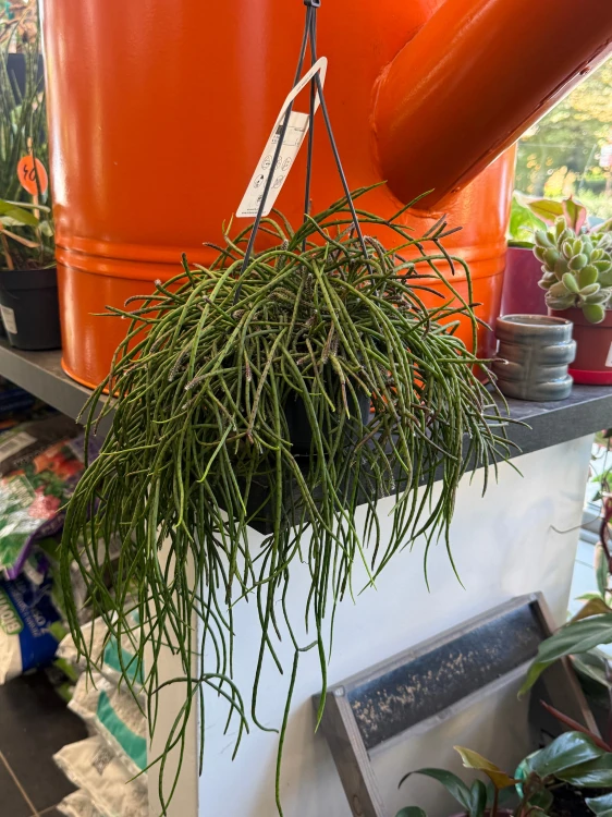 Rhipsalis puniceodiscus (1).jpeg