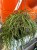 Rhipsalis puniceodiscus (4).jpeg
