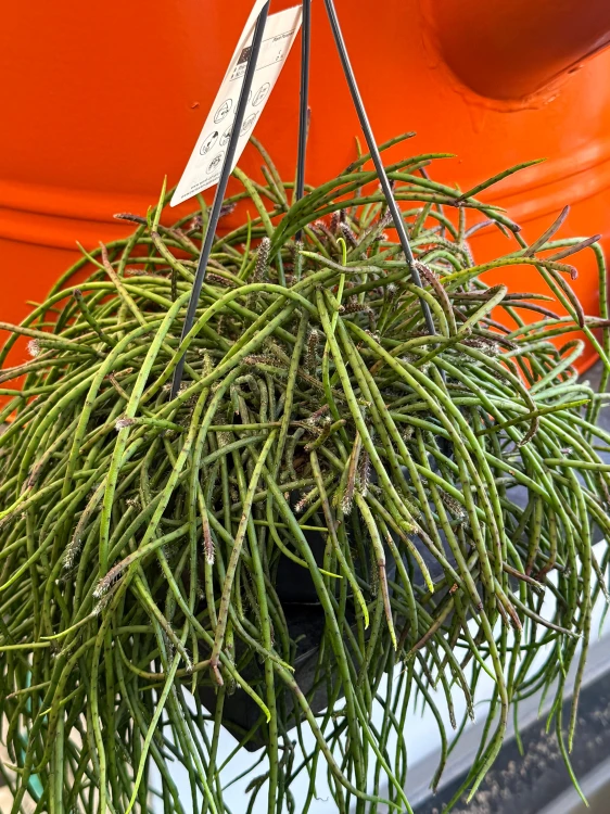 Rhipsalis puniceodiscus (3).jpeg