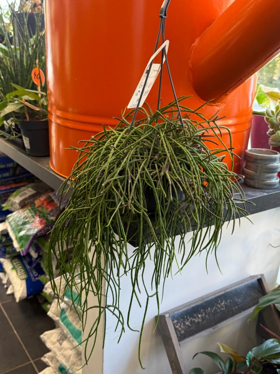 Rhipsalis puniceodiscus (2).jpeg