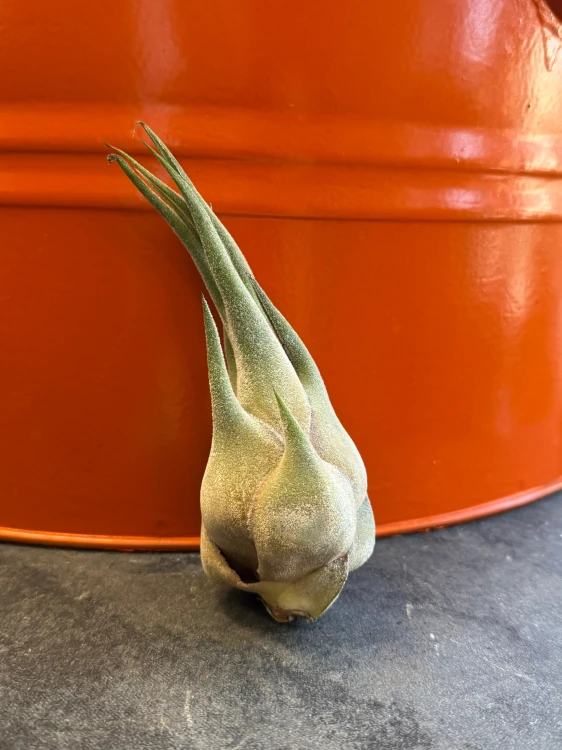 Tillandsia seleriana  Oplątwa seleriana (1).jpeg