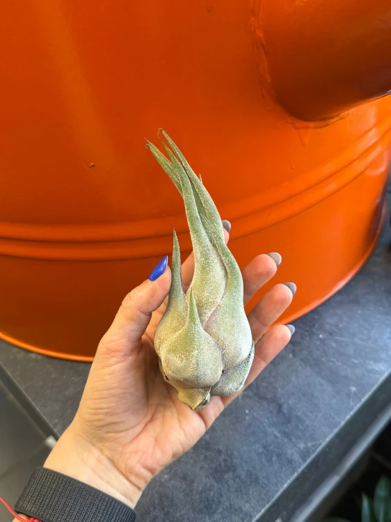 Tillandsia seleriana  Oplątwa seleriana (4).jpeg