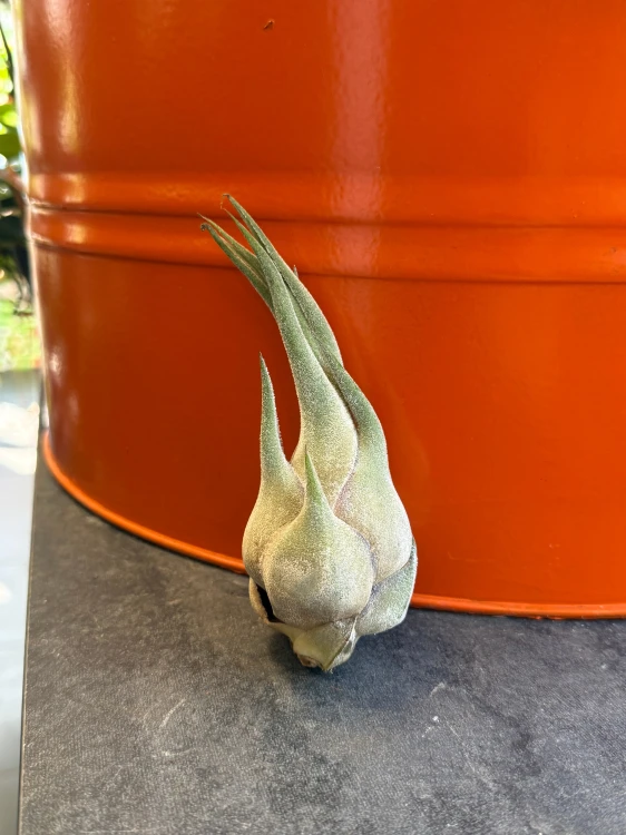 Tillandsia seleriana  Oplątwa seleriana (3).jpeg