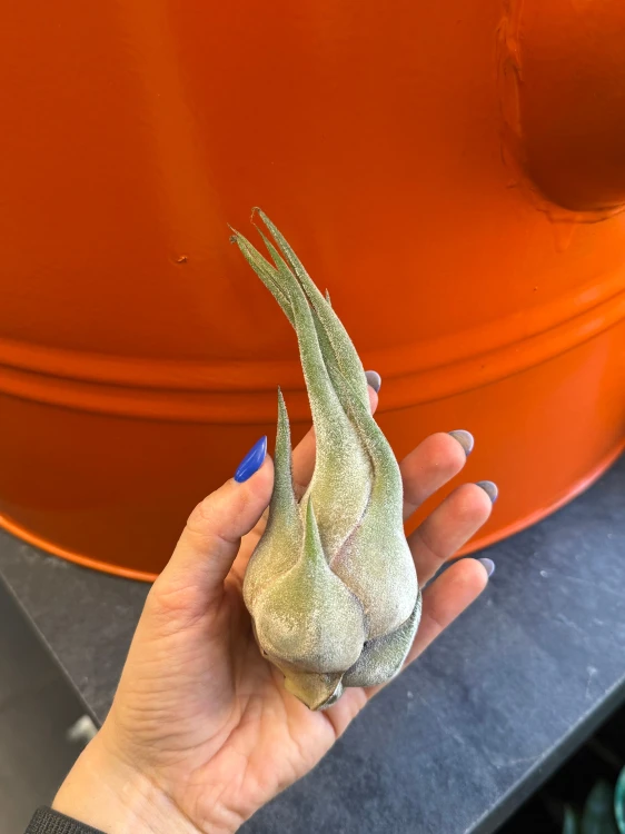 Tillandsia seleriana  Oplątwa seleriana (2).jpeg