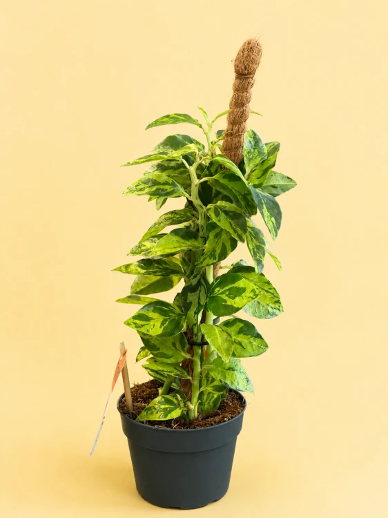 Pedilanthus tithymaloides (Euphorbia tithymaloides) kręgosłup diabł