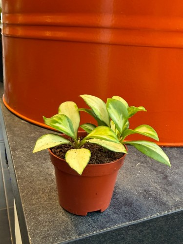 hoja hoya heuschkeliana variegata