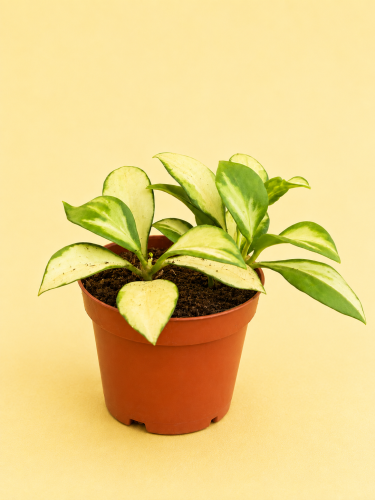 hoja hoya heuschkeliana variegata