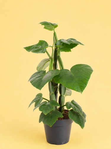 Cissus Quandrangularis