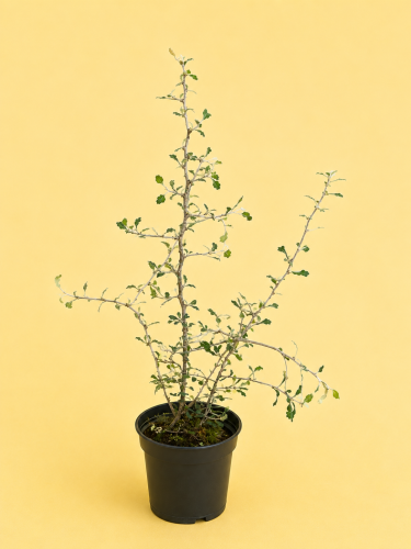 corokia cotoneaster - zygzakowaty krzew - irgowata