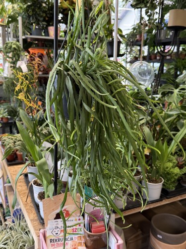 lepismium bolivianum