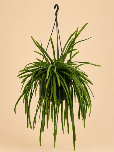 lepismium bolivianum