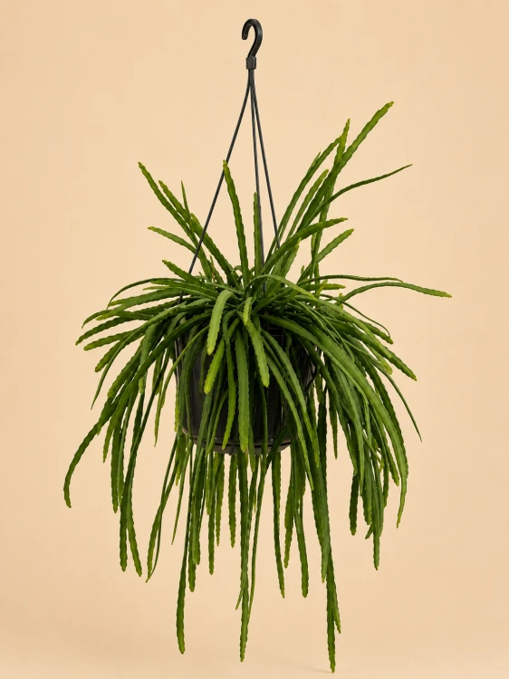 lepismium bolivianum