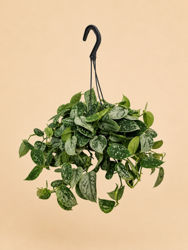 Scindapsus pictus Silvery Ann