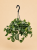 Scindapsus pictus Silvery Ann