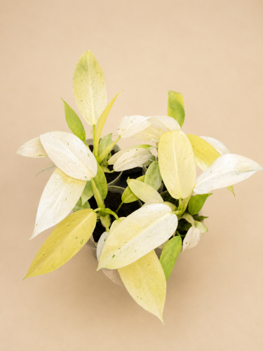 Philodendron 'Whipple Way' / Filodendron 'Whipple Way'